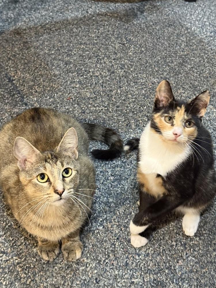 Enlarge Thalia and Poppy, a Adoptable Domestic Short Hair in Westwood, NJ image 6/6