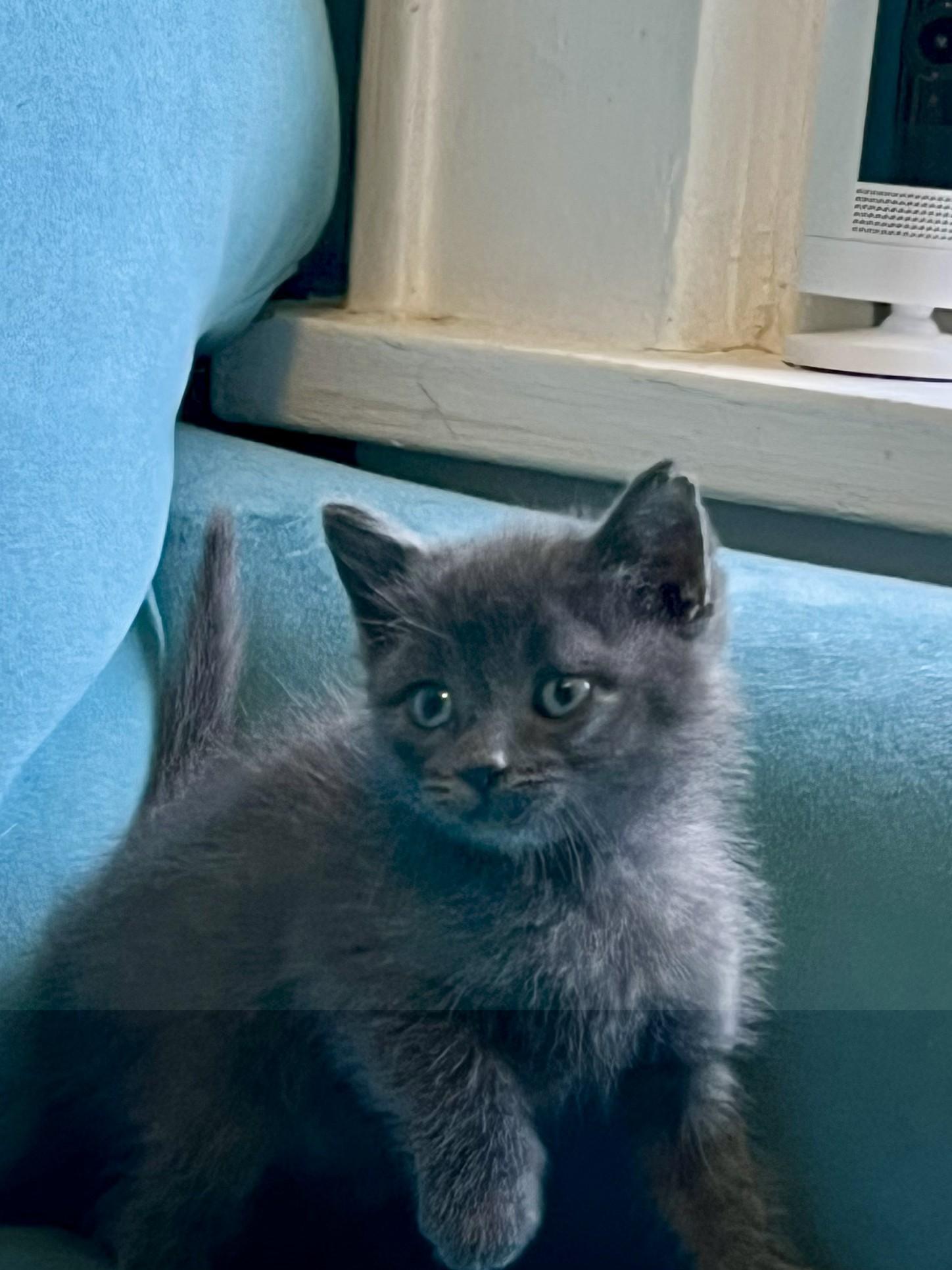 Kerri Russian Blue Cat