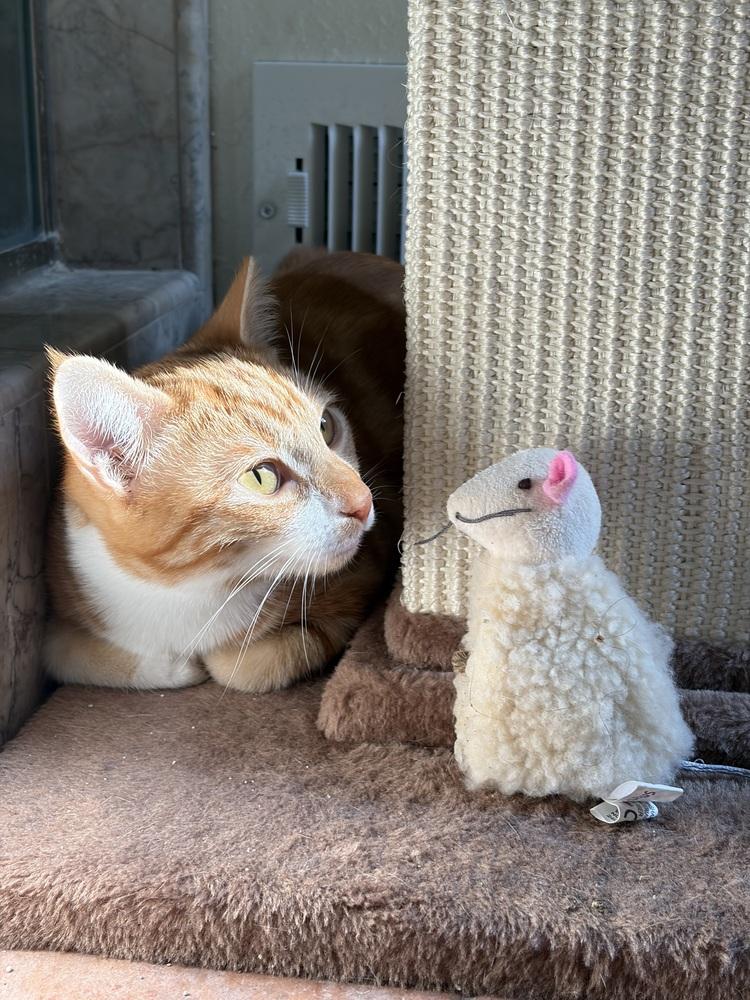 Fonsi, a Adoptable Domestic Short Hair in Fremont, CA image 1/4