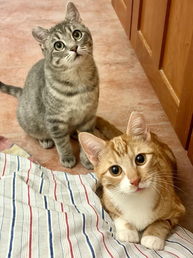 Fonsi, a Adoptable Domestic Short Hair in Fremont, CA image 2/4