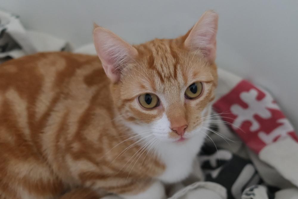 Fonsi, a Adoptable Domestic Short Hair in Fremont, CA image 3/4