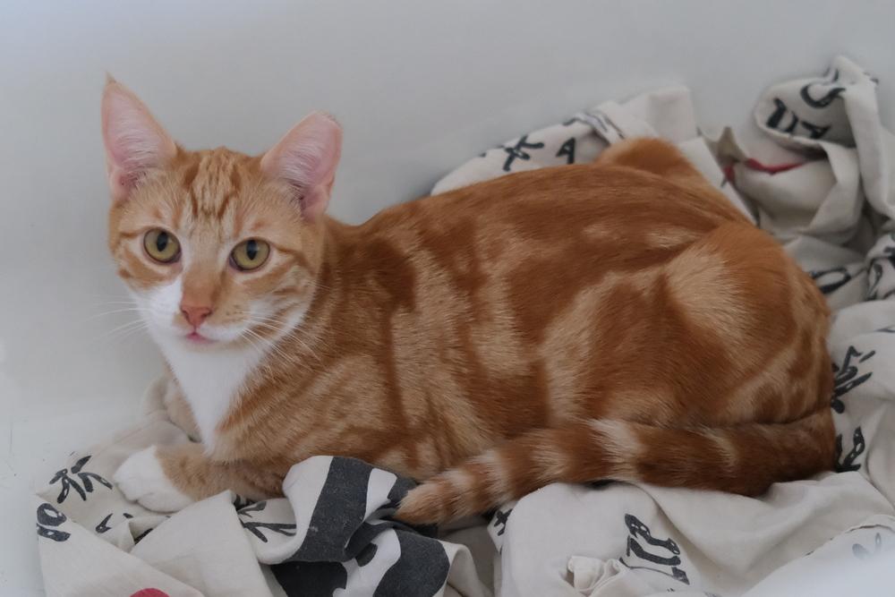 Fonsi, a Adoptable Domestic Short Hair in Fremont, CA image 4/4