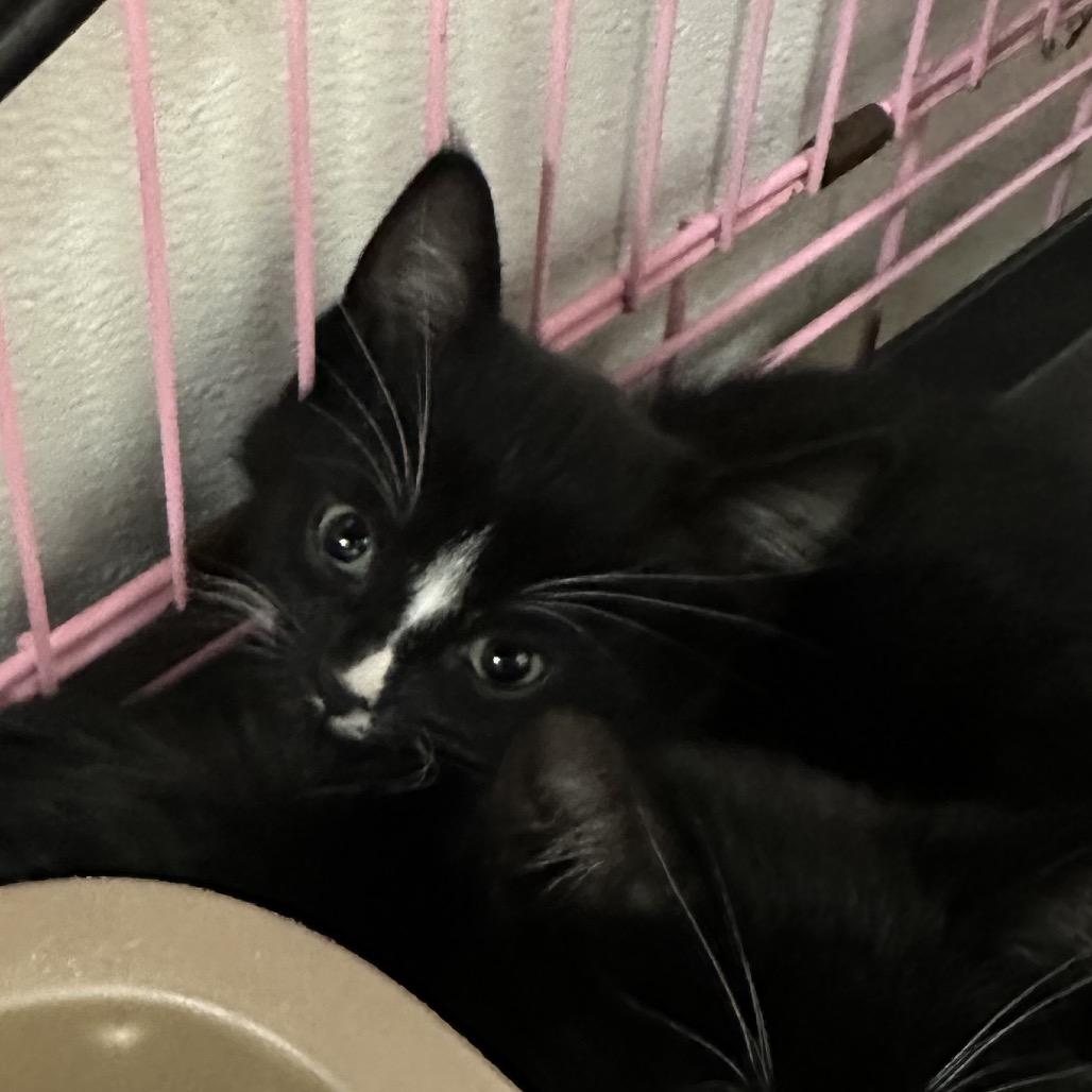 Usher, Adoptable, Kitten Male Domestic Short Hair.