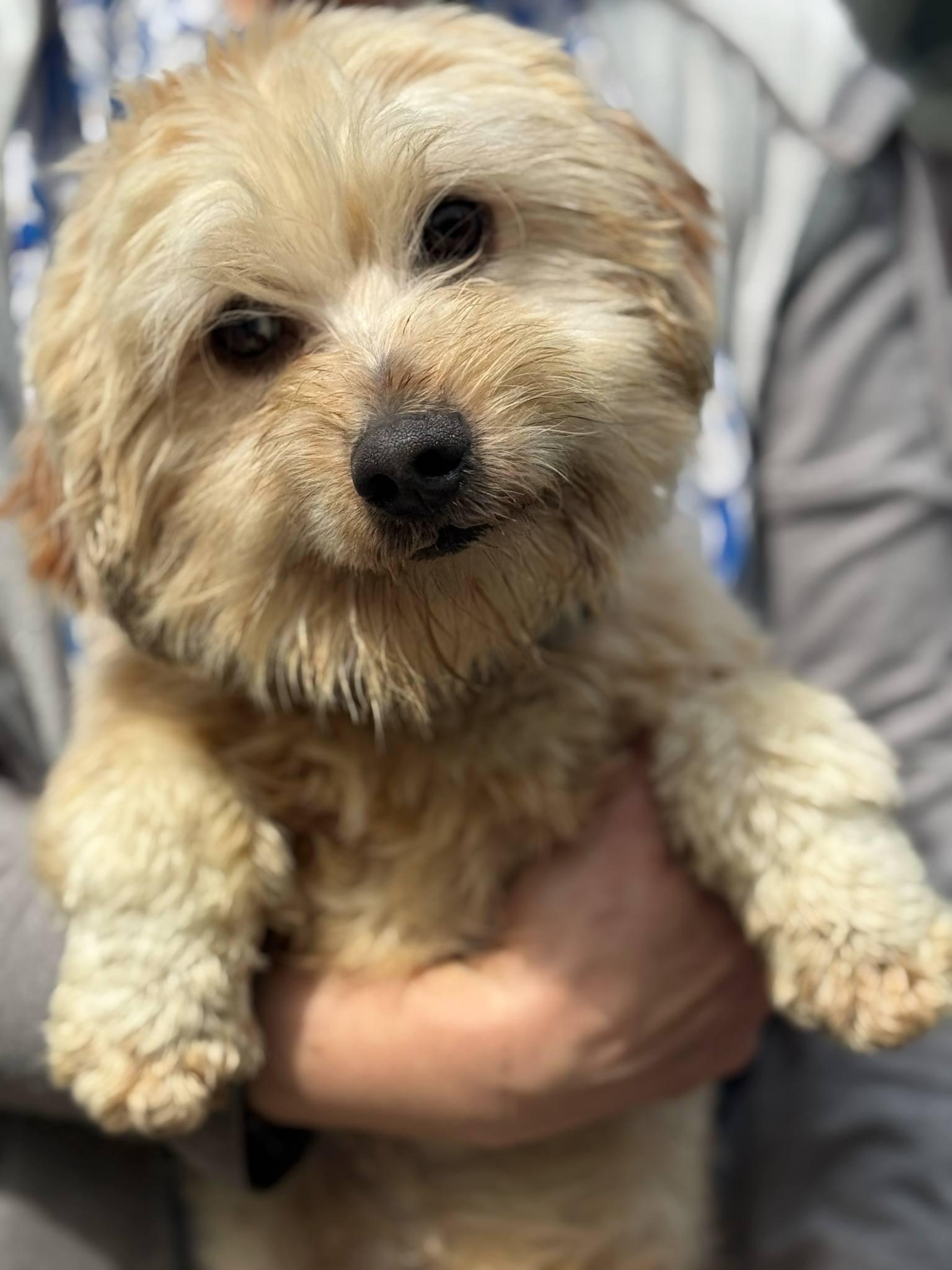 Enlarge Cyrus, a Adoptable mixed breed in Seattle, WA image 3/3