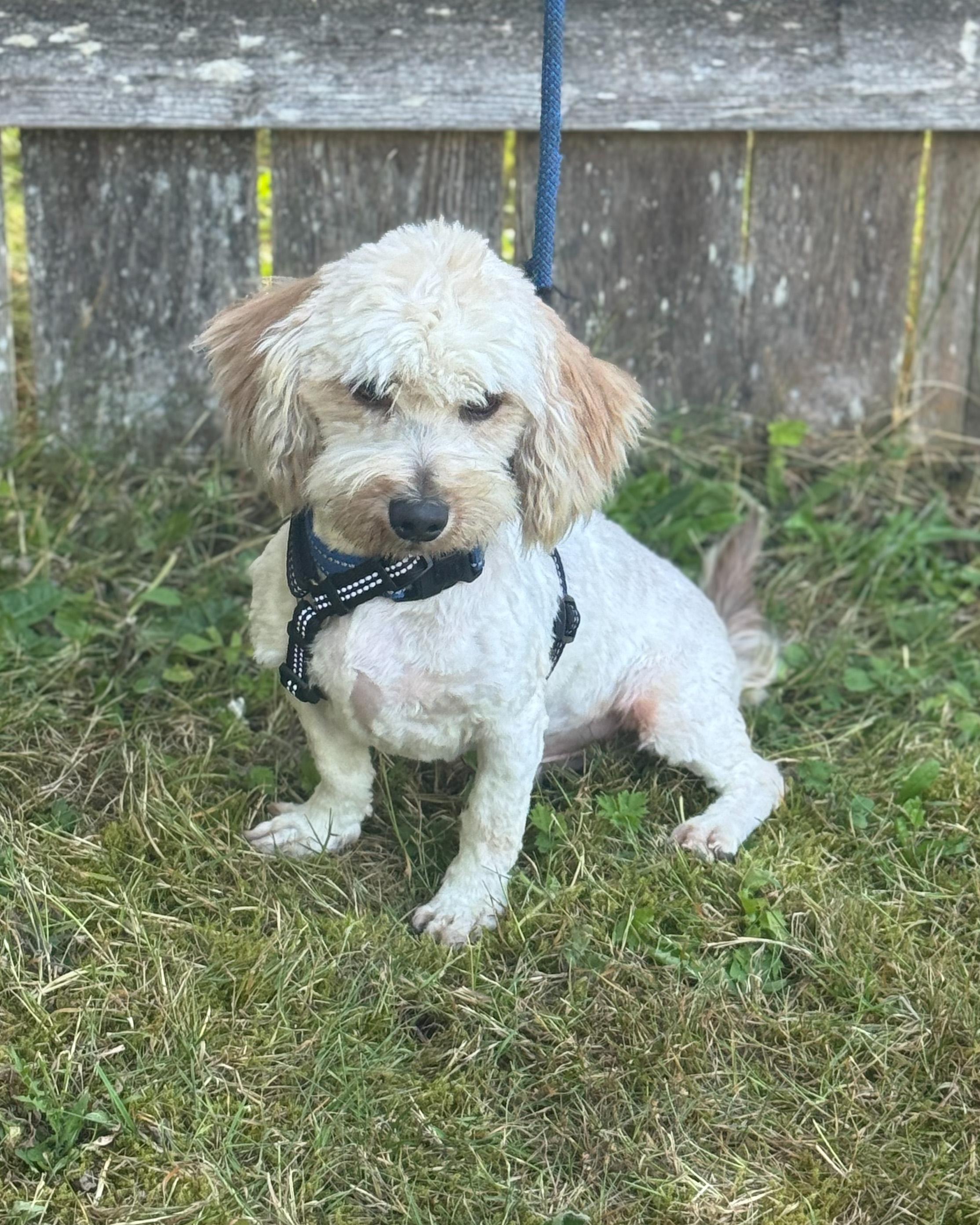 Enlarge Cyrus, a Adoptable mixed breed in Seattle, WA image 2/3