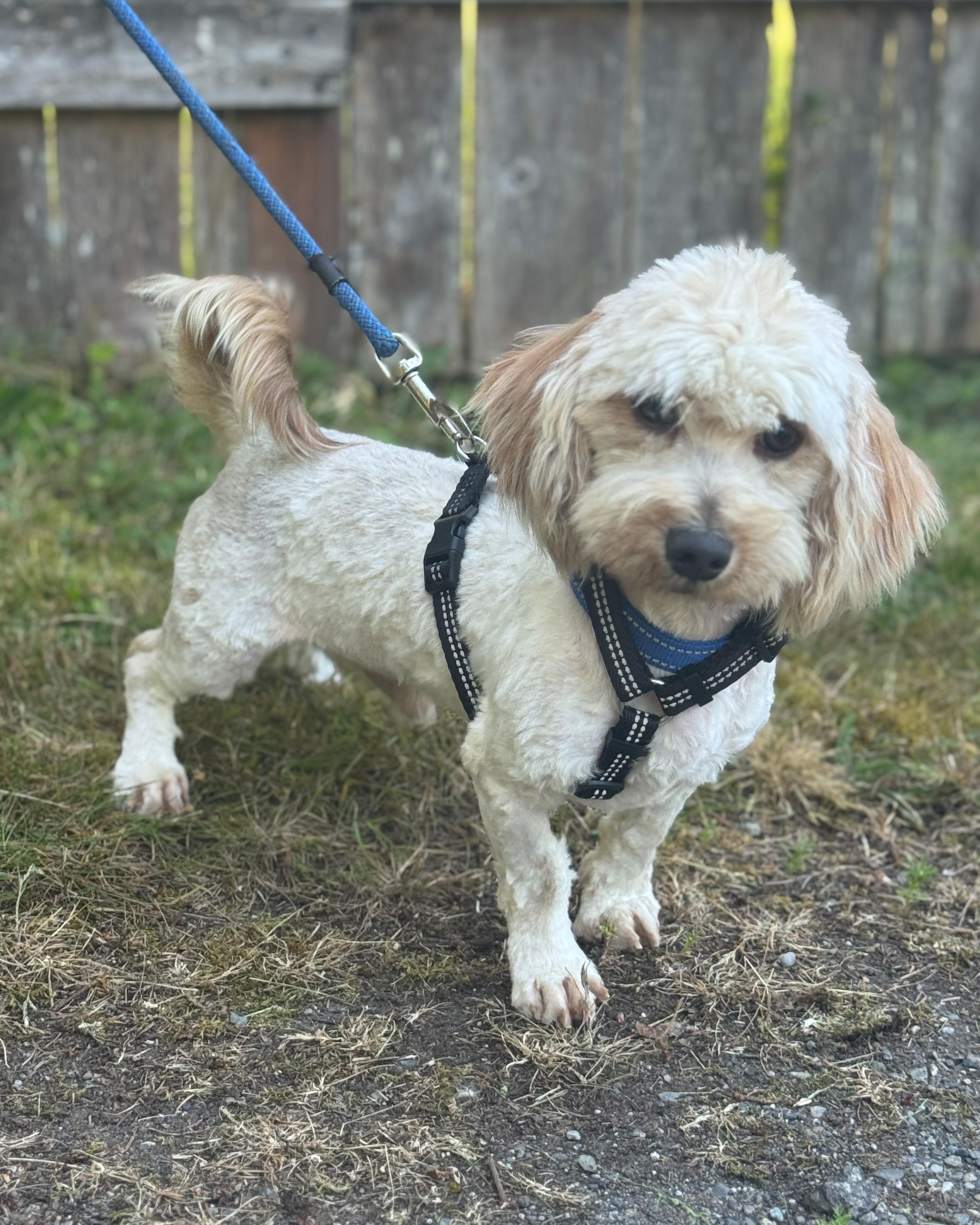 Cyrus, Adoptable, Adult Male Shih Tzu.