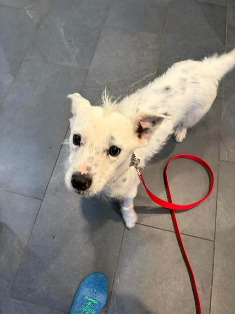 Enlarge Churro, a Adoptable mixed breed in Wayne, NJ image 2/2