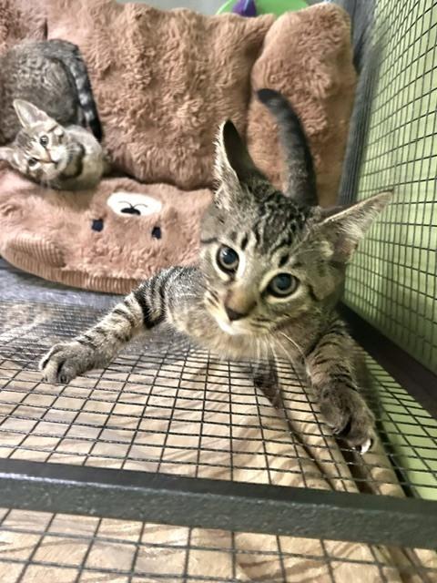 Enlarge Jem, a Adoptable Domestic Short Hair in Muskegon, MI image 1/2