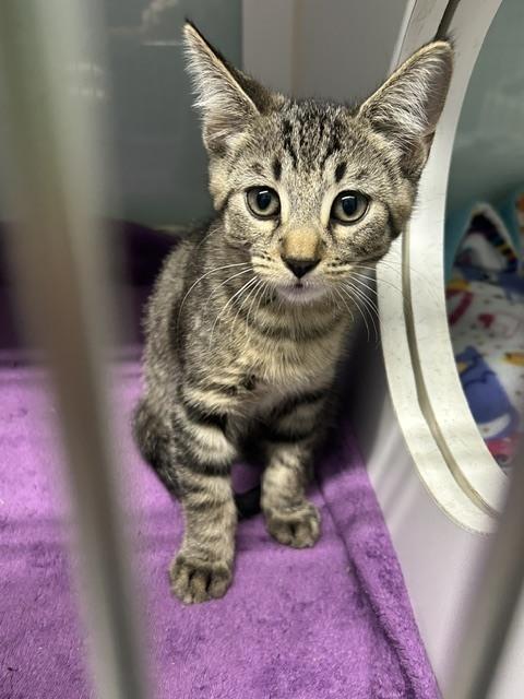 Enlarge Jem, a Adoptable Domestic Short Hair in Muskegon, MI image 2/2