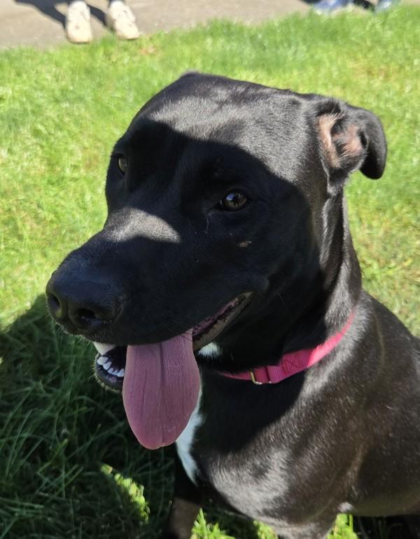 Sansa, Adoptable, Adult Female Labrador Retriever & American Pitbull.