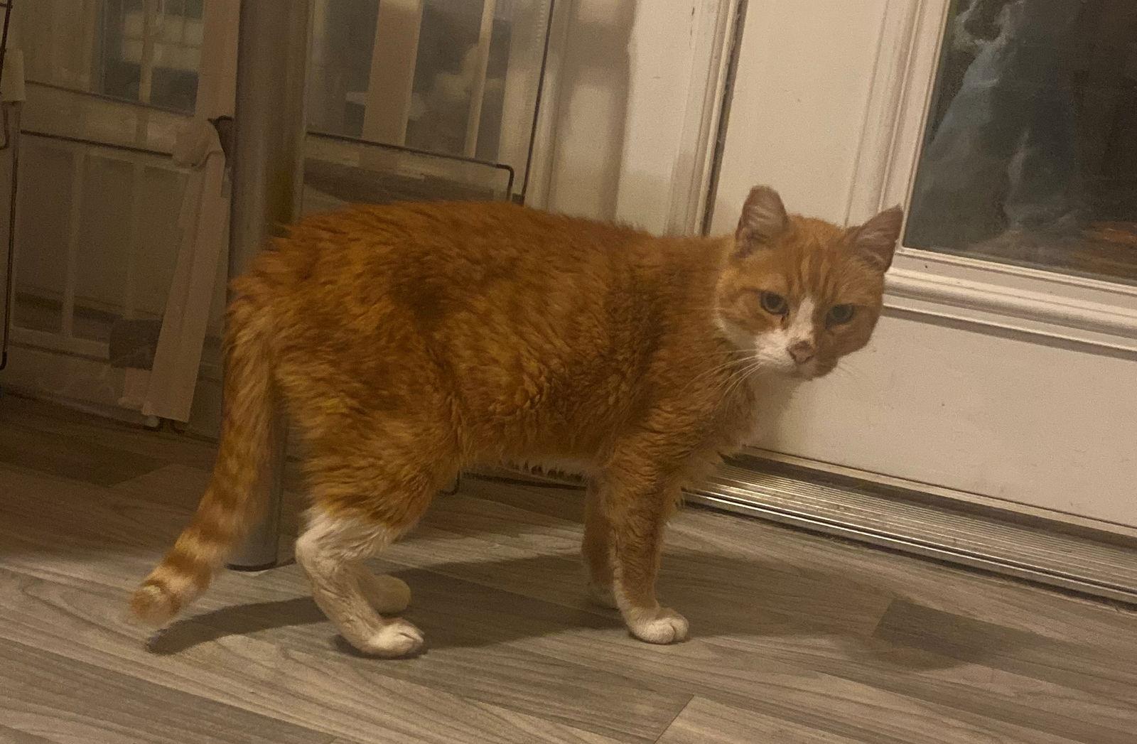 Enlarge Hank The Tank, a Adoptable Domestic Medium Hair in Hillsboro, OR image 2/3