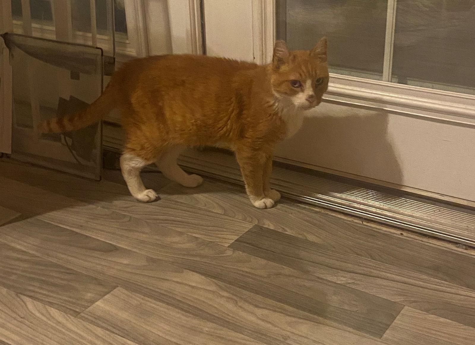 Enlarge Hank The Tank, a Adoptable Domestic Medium Hair in Hillsboro, OR image 3/3