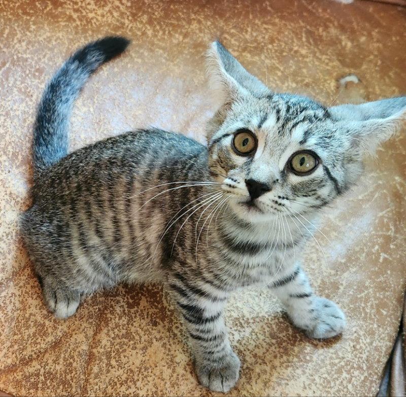 Gallowglass, Adopted, Kitten Male Tabby.