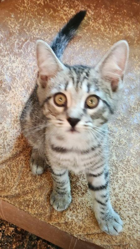 Enlarge Gallowglass, a Adopted Tabby in Pineville, LA image 2/3