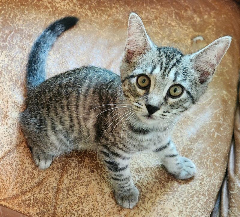 Enlarge Gallowglass, a Adopted Tabby in Pineville, LA image 3/3