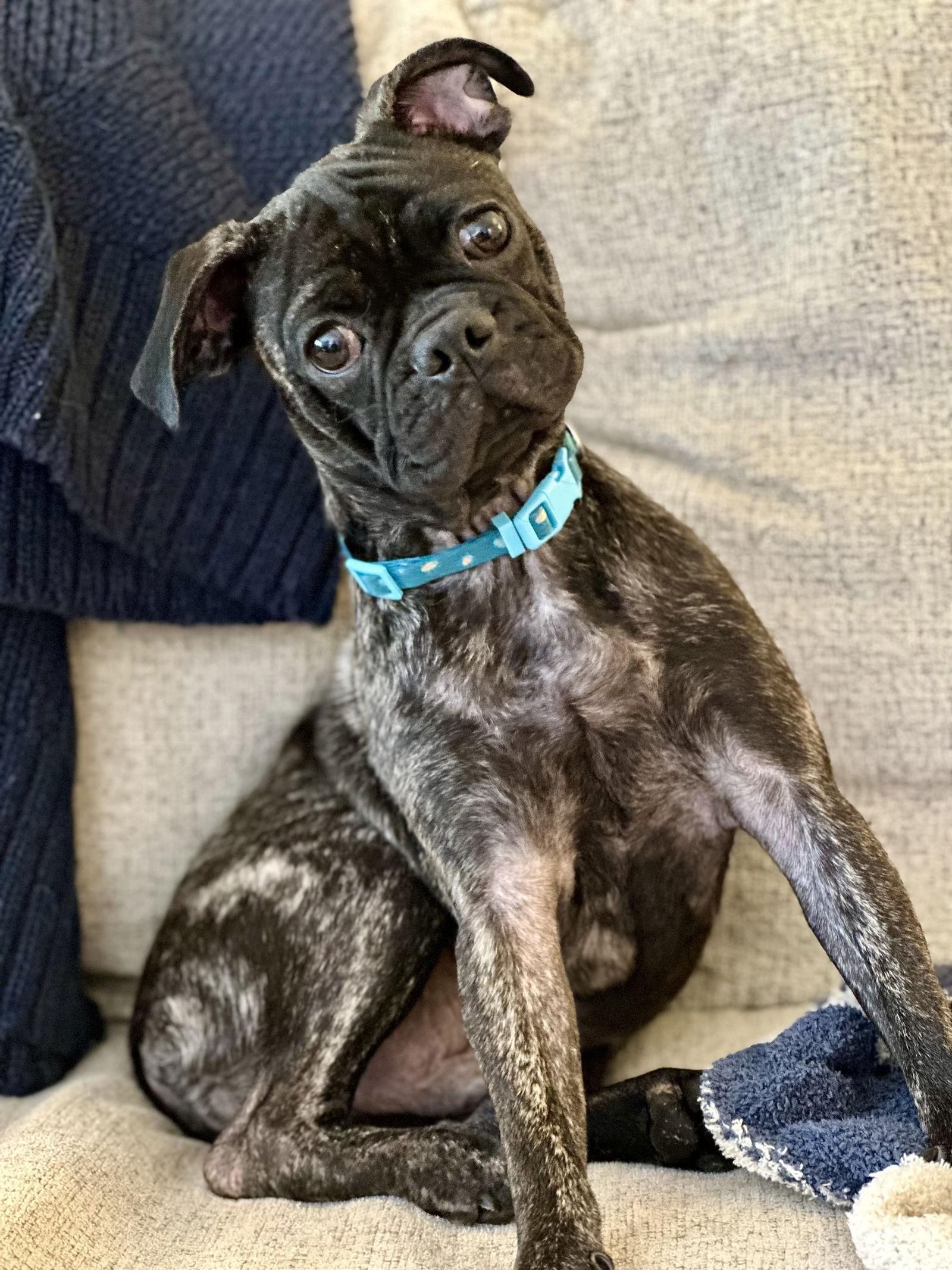 Pug Pups - Charlie, Adoptable, Puppy Male Pug.