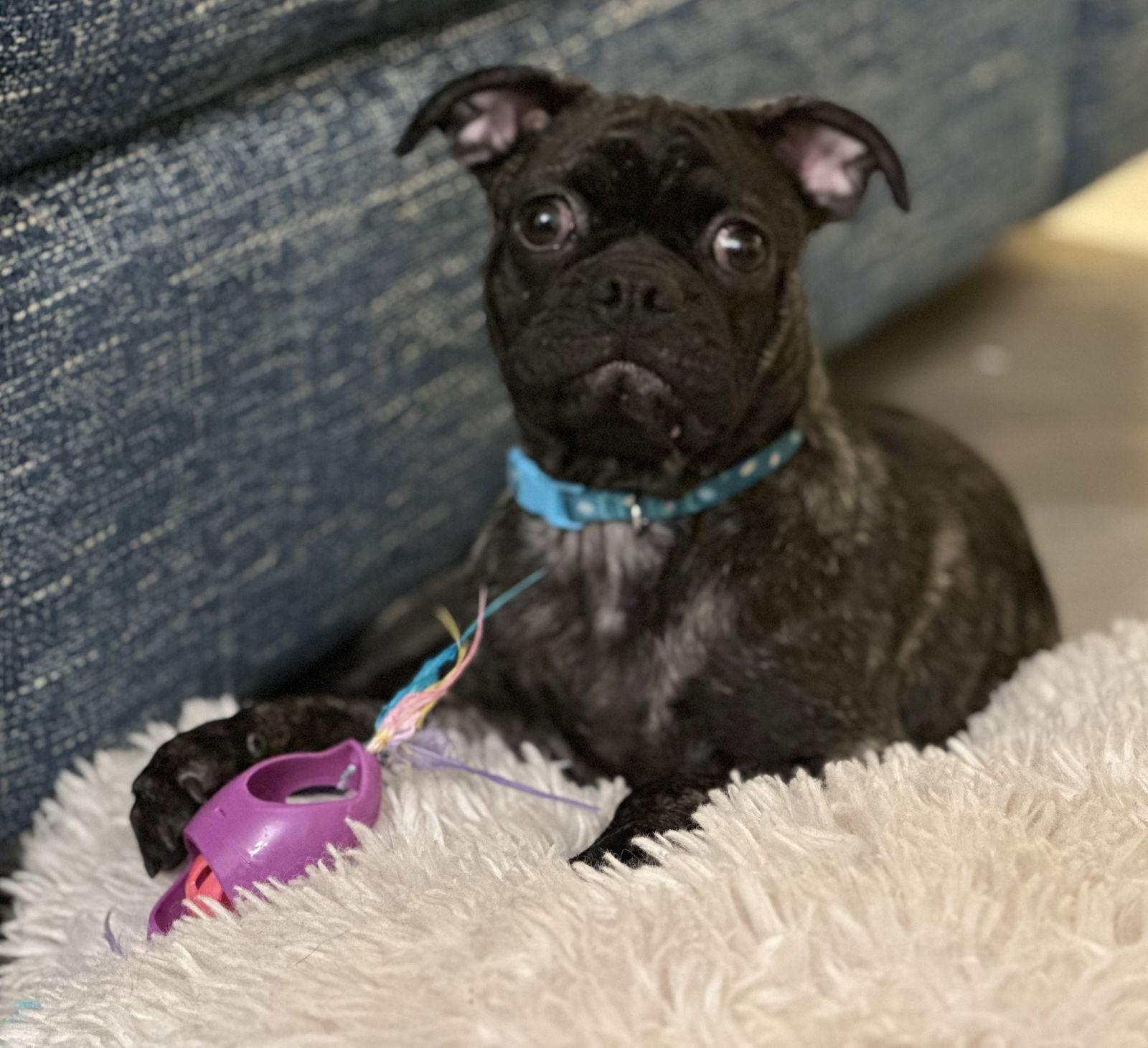 Pug Pups - Charlie, a Adoptable Pug in Monticello, NY image 2/3