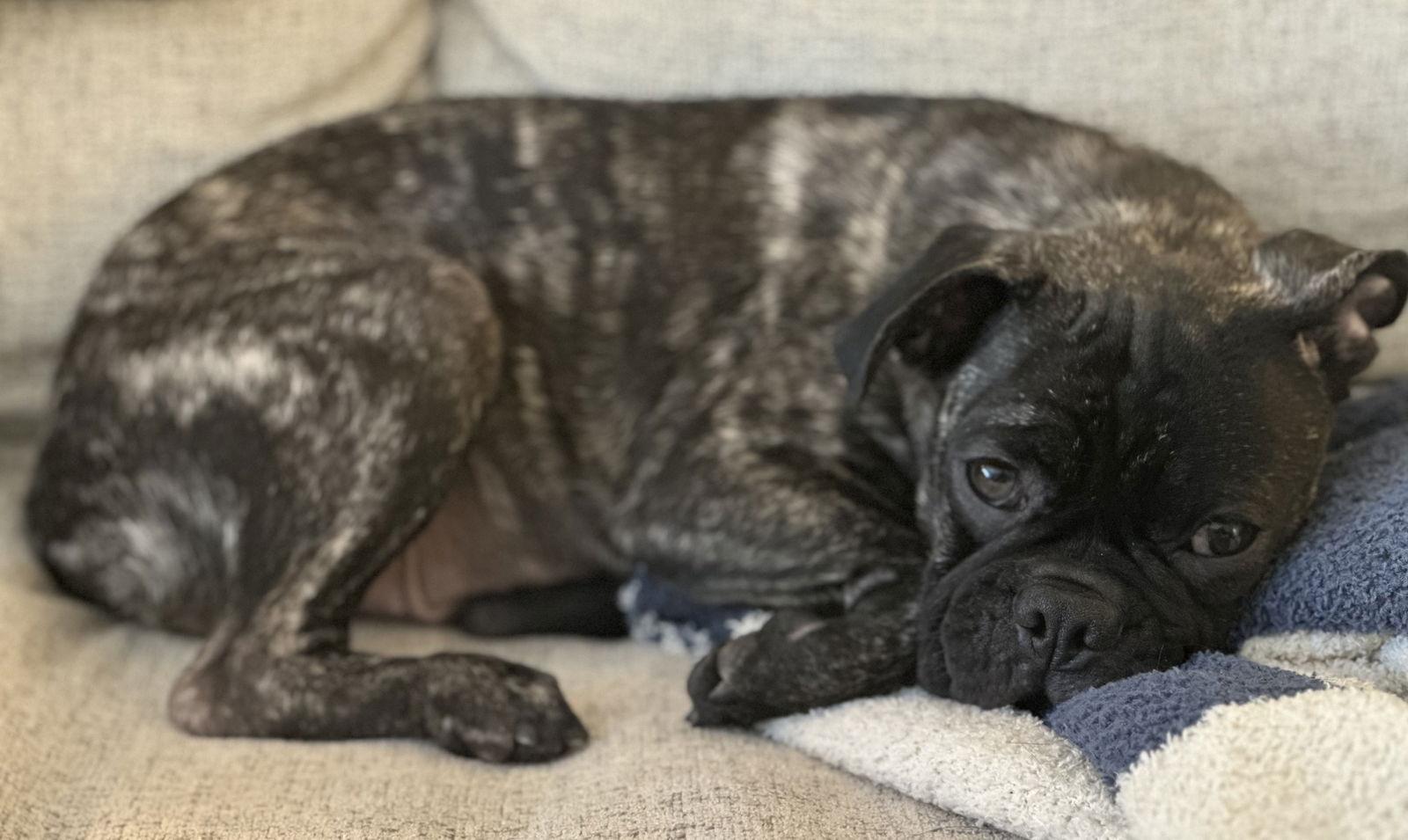 Pug Pups - Charlie, a Adoptable Pug in Monticello, NY image 3/3
