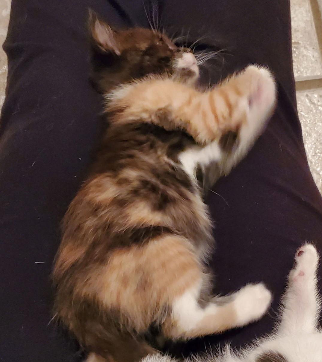 Enlarge Callie, a Adopted Domestic Short Hair in Horn Lake, MS image 1/2