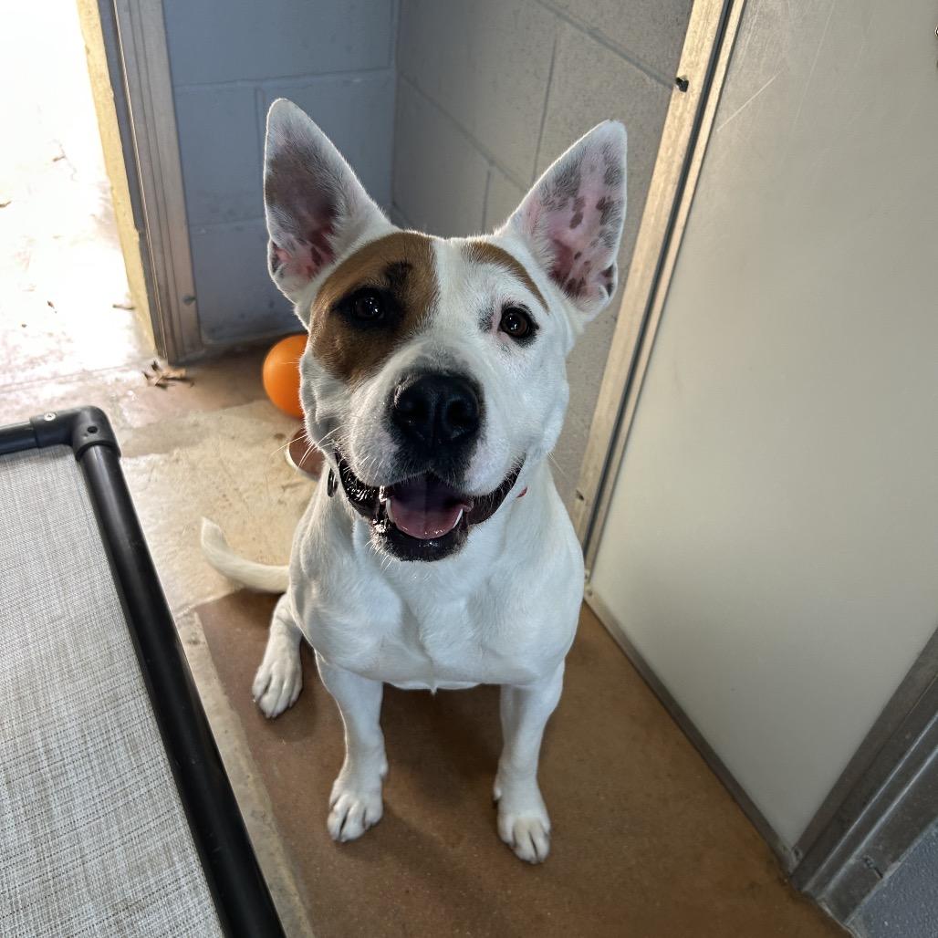 LOLA, Adoptable, Adult Female American Staffordshire Terrier.