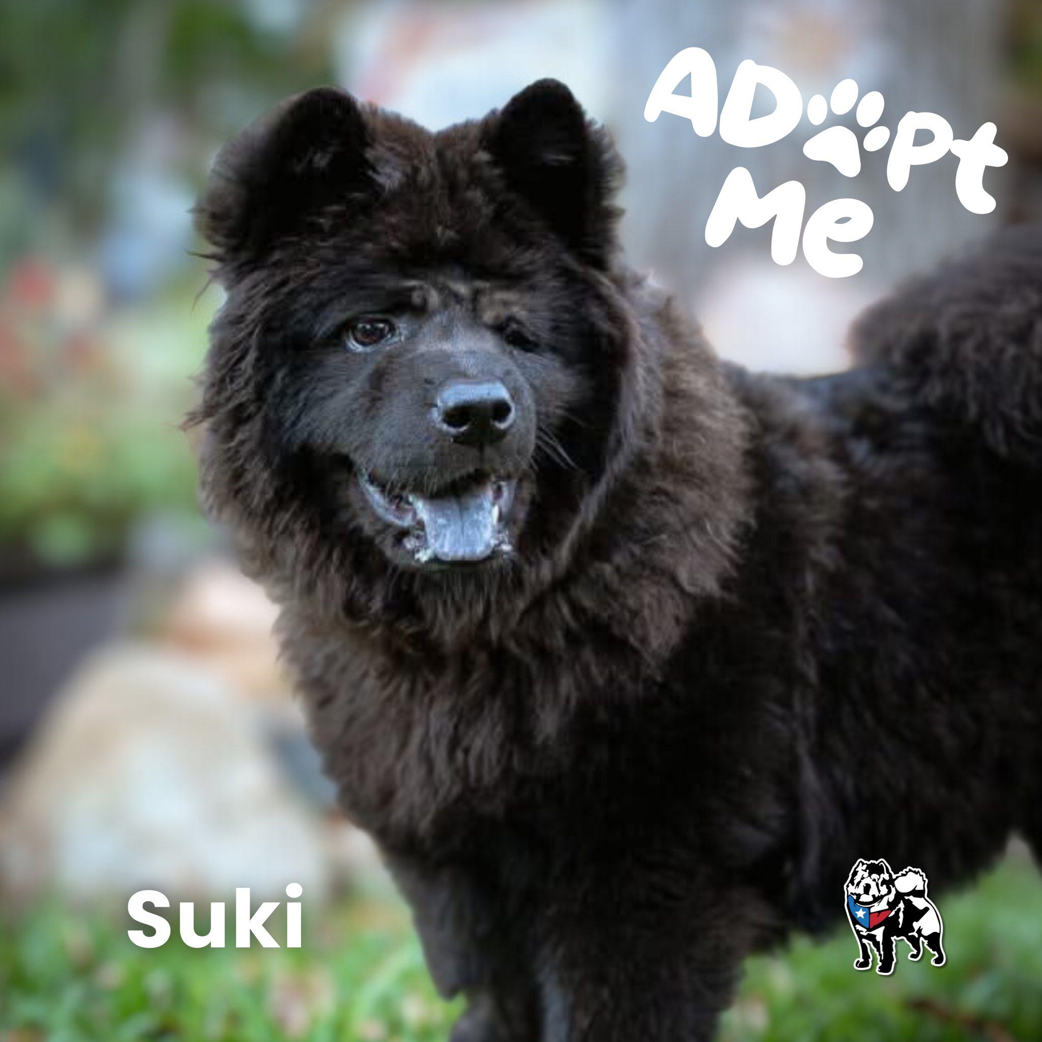 Enlarge Suki-2025, a Adoptable Chow Chow in Houston, TX image 1/6