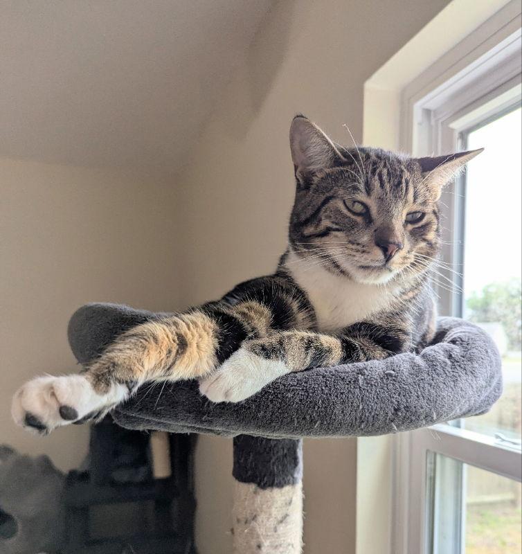 Enlarge Grover, a Adopted Tabby in Ocala, FL image 1/3