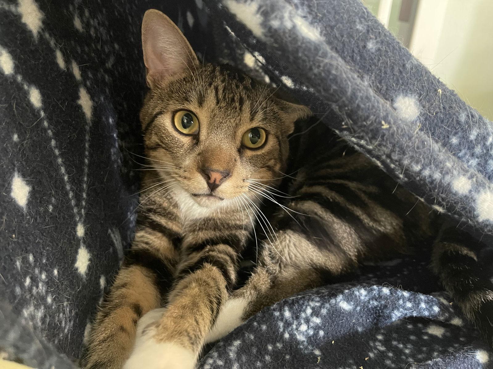 Enlarge Grover, a Adopted Tabby in Ocala, FL image 2/3