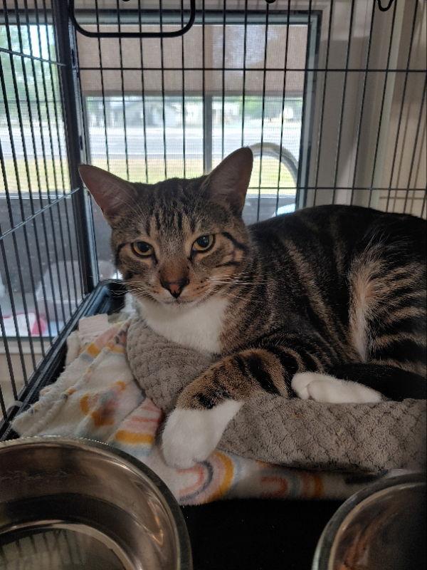 Enlarge Grover, a Adopted Tabby in Ocala, FL image 3/3