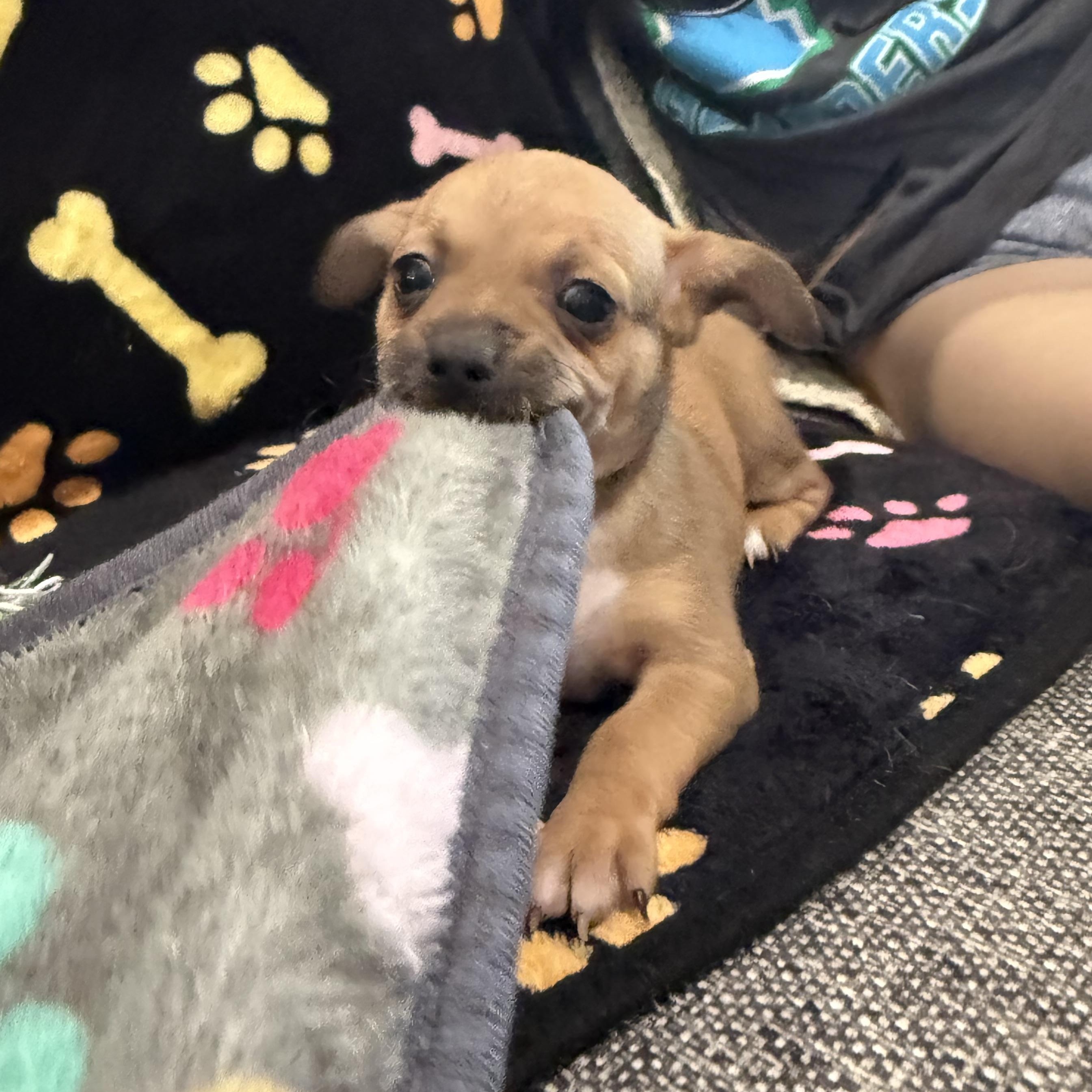 Pepper Jack, Adoptable, Puppy Male Chihuahua.