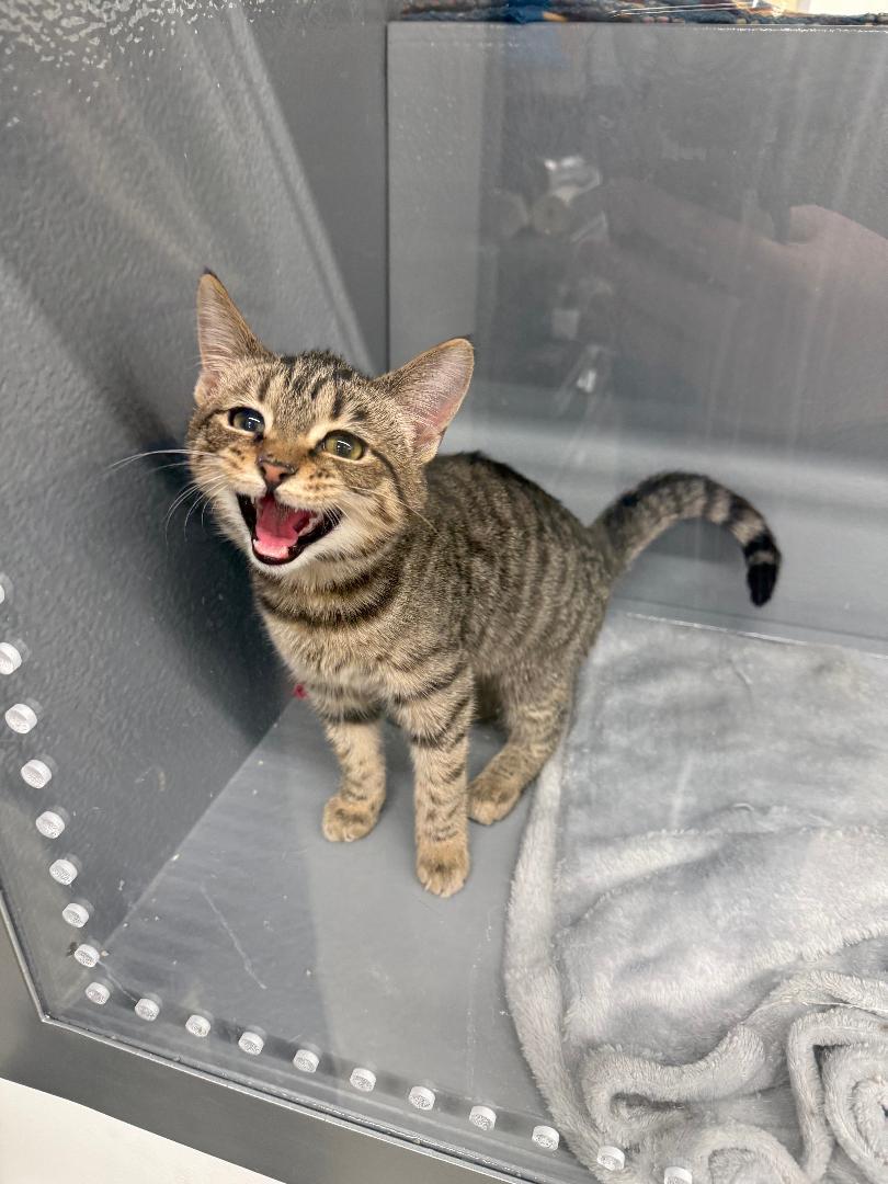 Milani , an adoptable American Shorthair in Bridgeville, PA image 1/2