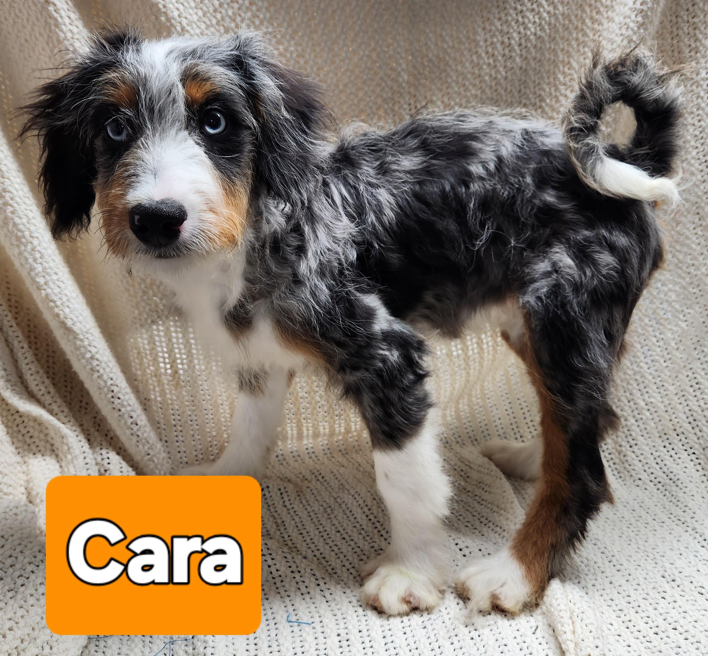 Cara ( mini bernedoodle
