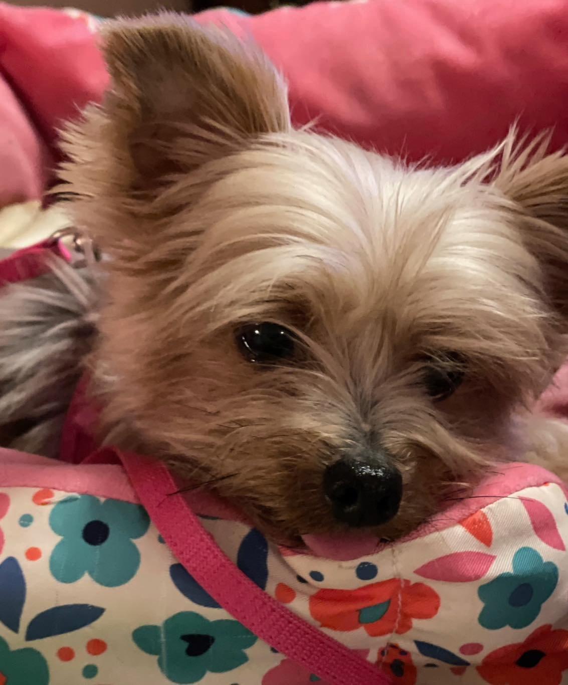 Roxie 5/13, an adoptable Yorkshire Terrier in Warren, MI, 48092 | Photo Image 10