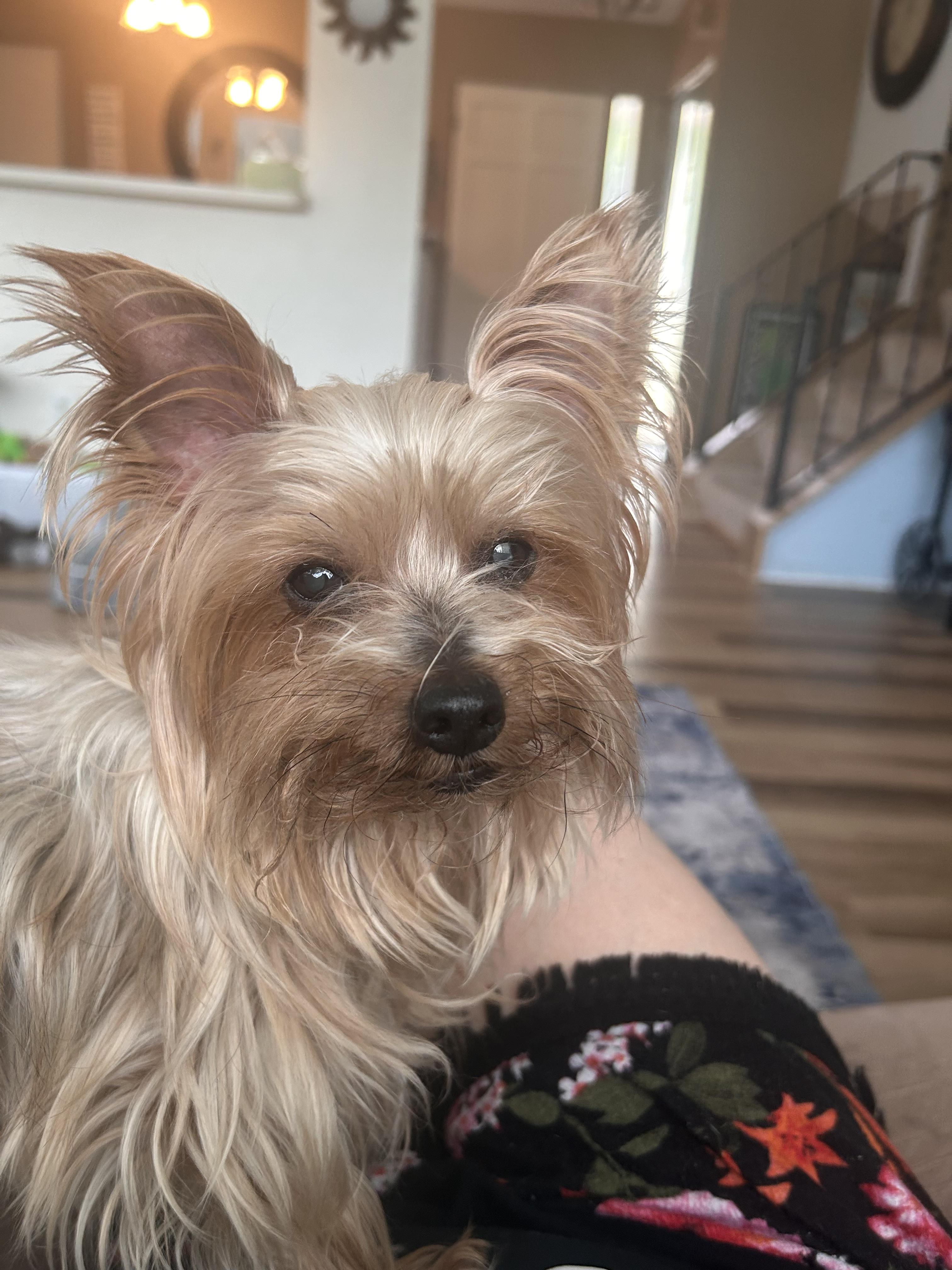 Roxie 5/13, an adoptable Yorkshire Terrier in Warren, MI, 48092 | Photo Image 5