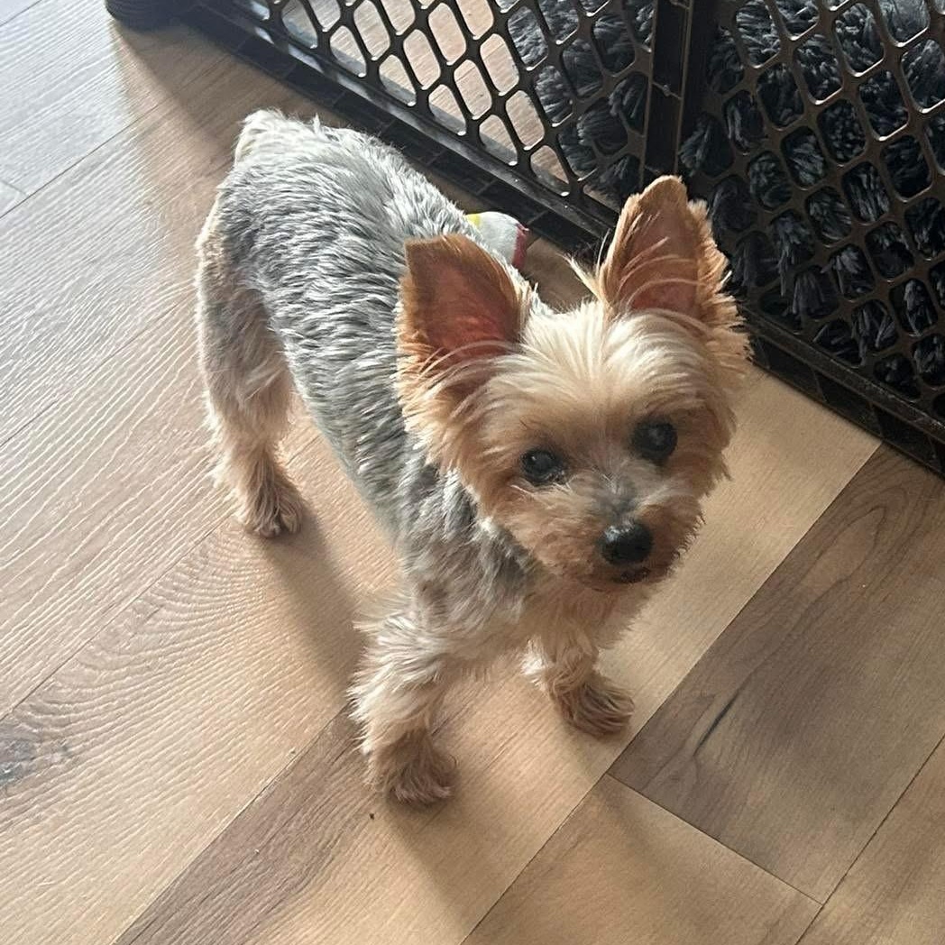 Roxie 5/13, an adoptable Yorkshire Terrier in Warren, MI, 48092 | Photo Image 4