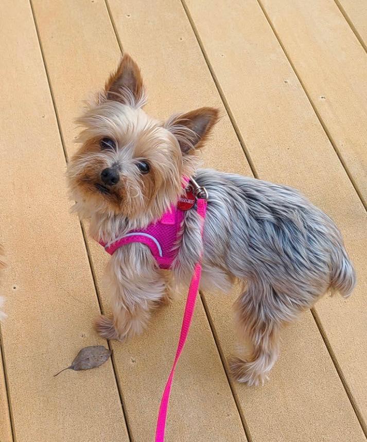 Roxie 5/13, an adoptable Yorkshire Terrier in Warren, MI, 48092 | Photo Image 8