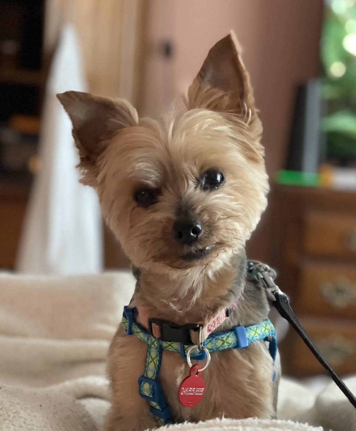 Roxie 5/13, an adoptable Yorkshire Terrier in Warren, MI, 48092 | Photo Image 7