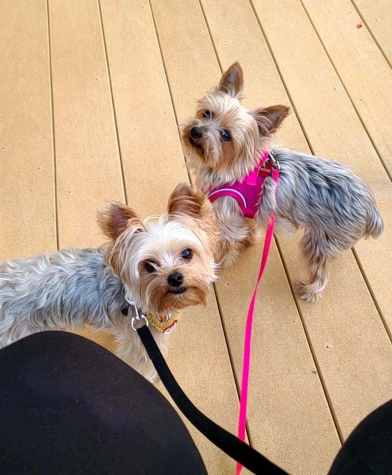 Roxie 5/13, an adoptable Yorkshire Terrier in West Bloomfield, MI, 48325 | Photo Image 7