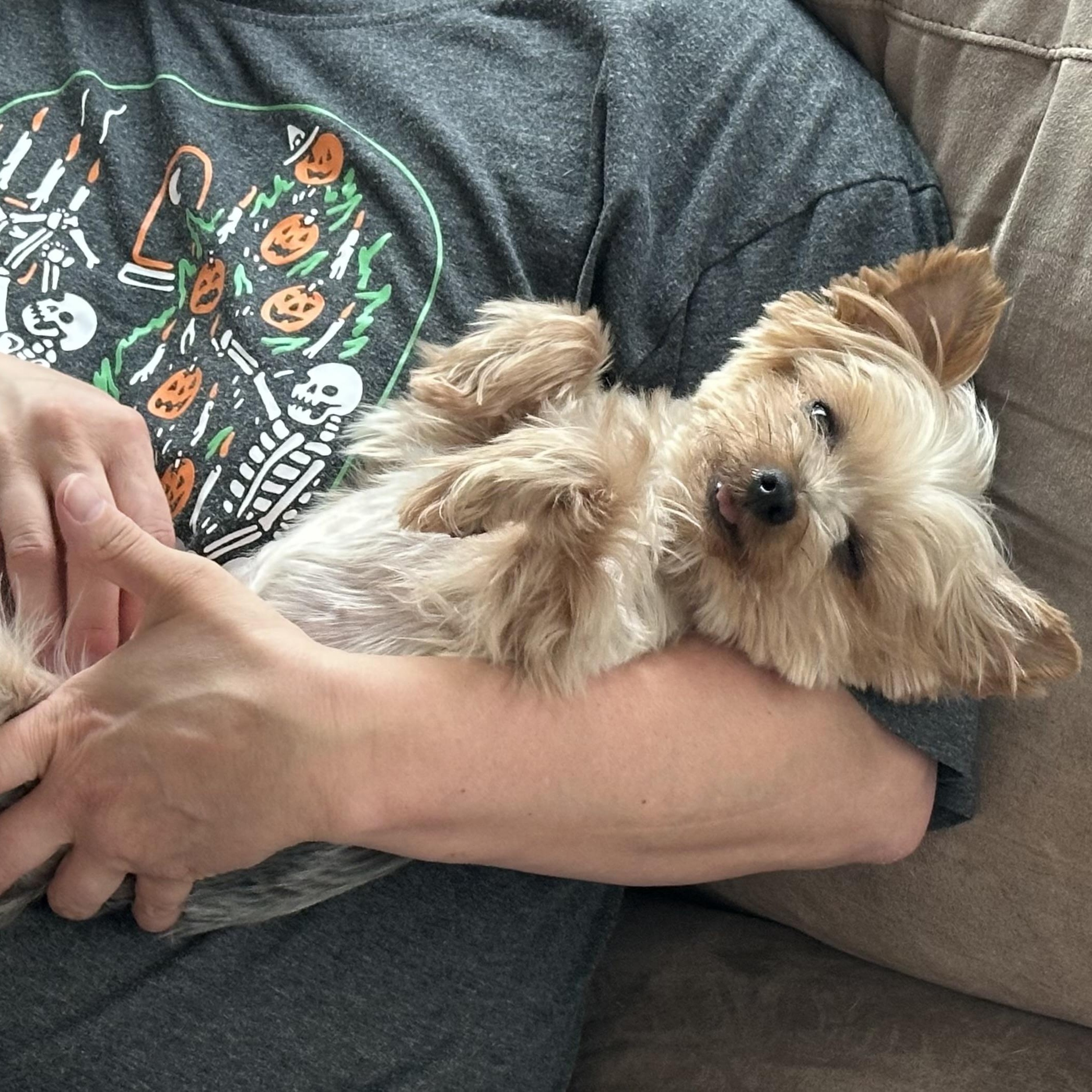 Roxie 5/13, an adoptable Yorkshire Terrier in Warren, MI, 48092 | Photo Image 1