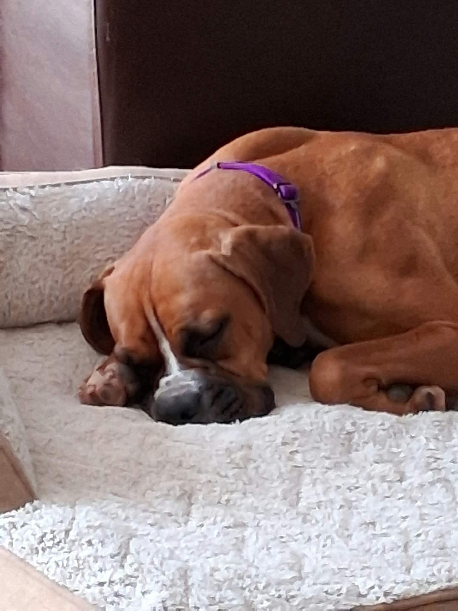 Jenny - ADOPTION INTEREST!!, Adoptable, Young Female Boxer.