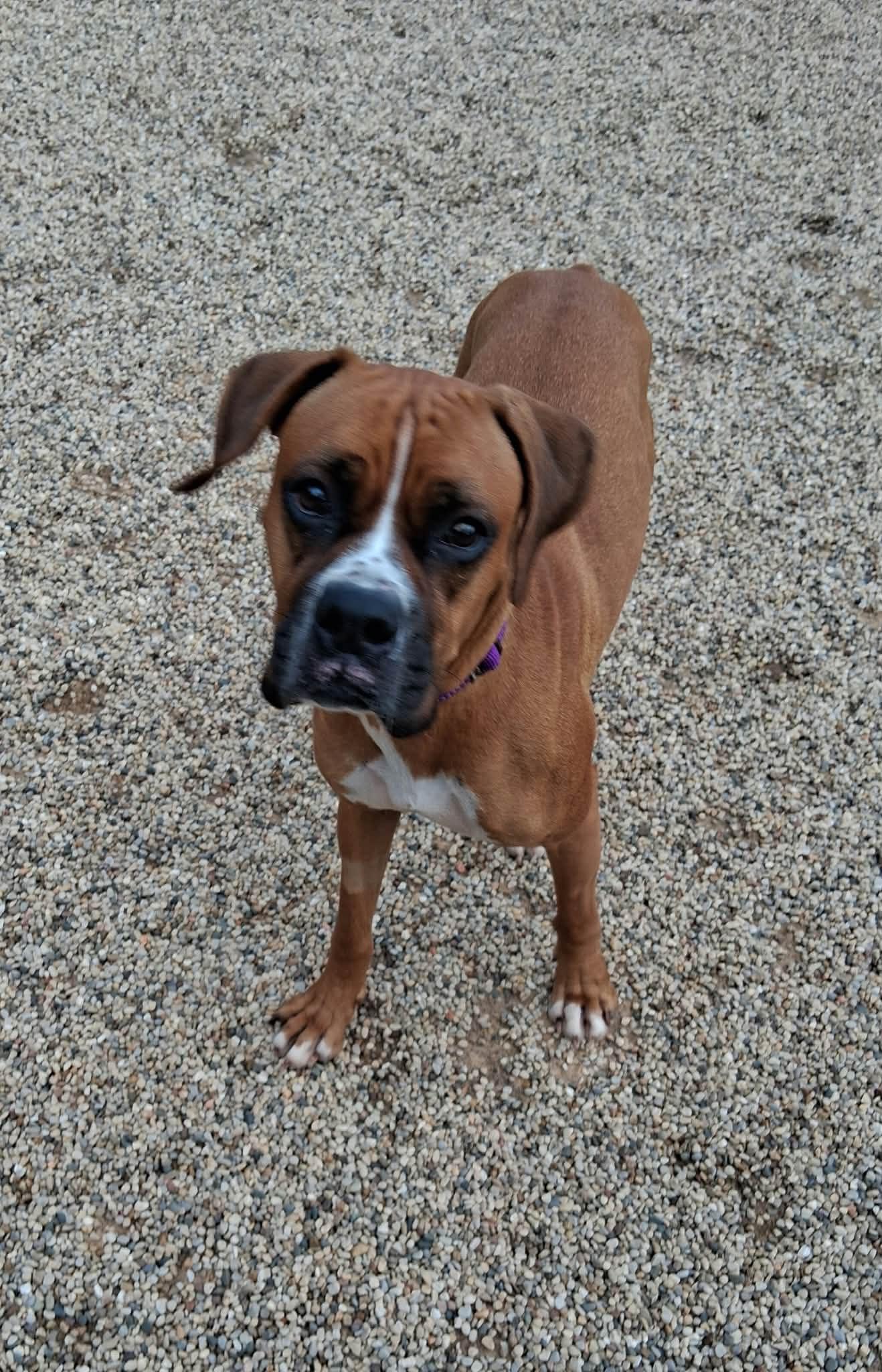 Enlarge Jenny - ADOPTION INTEREST!!, a Adoptable Boxer in Shakopee, MN image 2/3