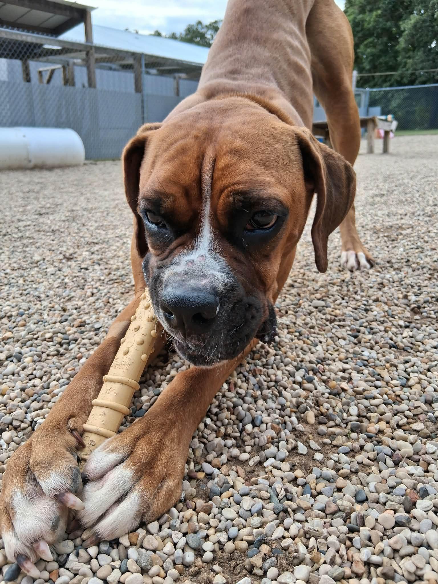 Enlarge Jenny - ADOPTION INTEREST!!, a Adoptable Boxer in Shakopee, MN image 3/3