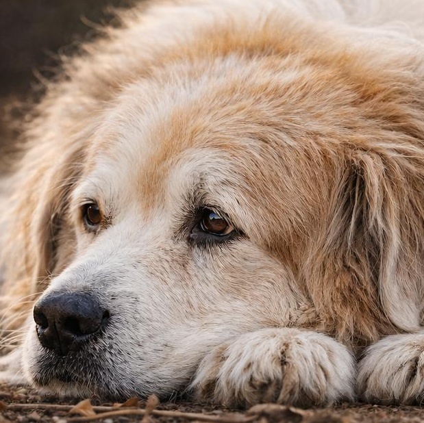 Walter, a ADOPTABLE mixed breed in Carson, MS image 2/2