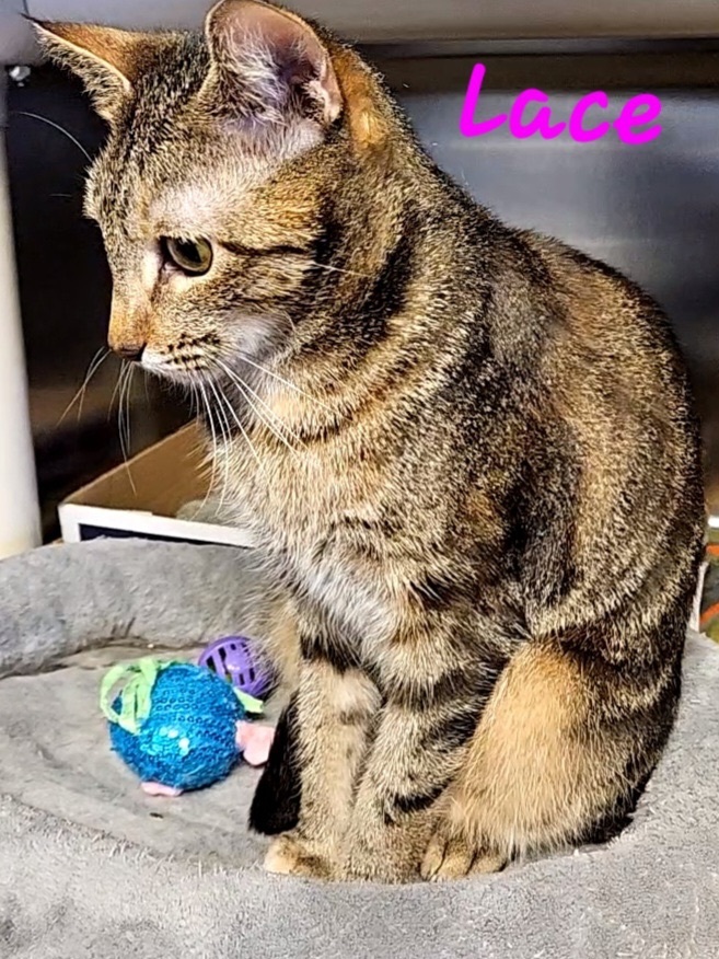 Lace, a Adoptable mixed breed in Macon, GA image 2/6