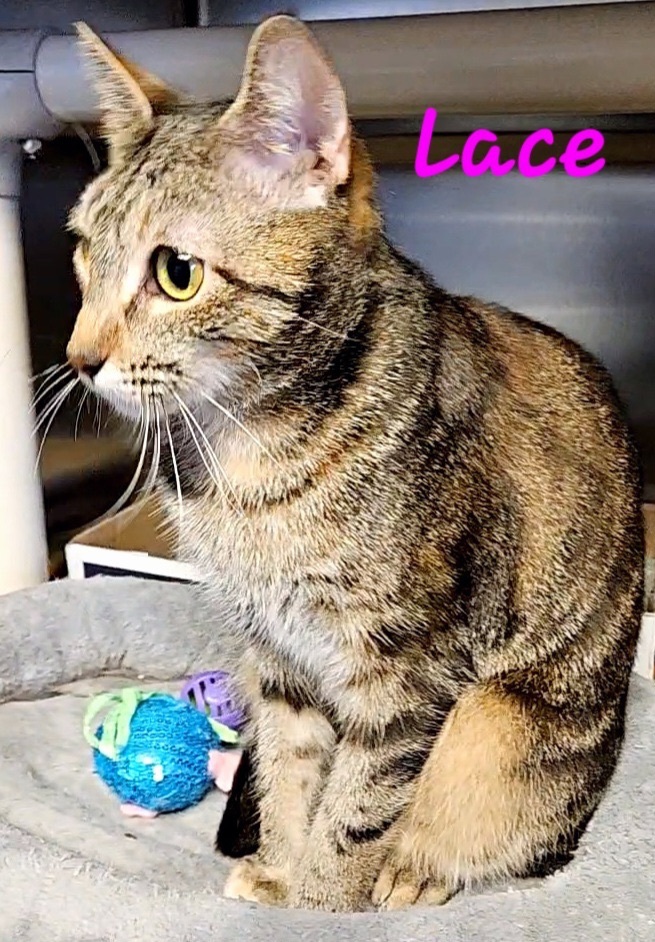 Lace, a Adoptable mixed breed in Macon, GA image 3/6