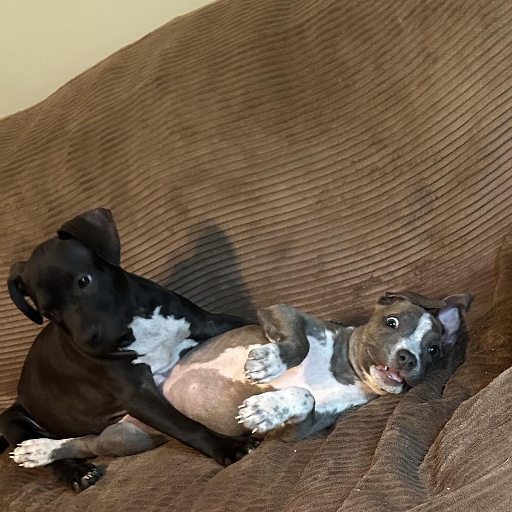 Bruce, Adoptable, Young Male American Staffordshire Terrier.