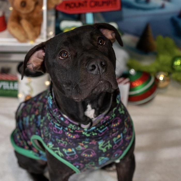 Enlarge Bruce, a Adoptable American Staffordshire Terrier in Aberdeen, NC image 2/6