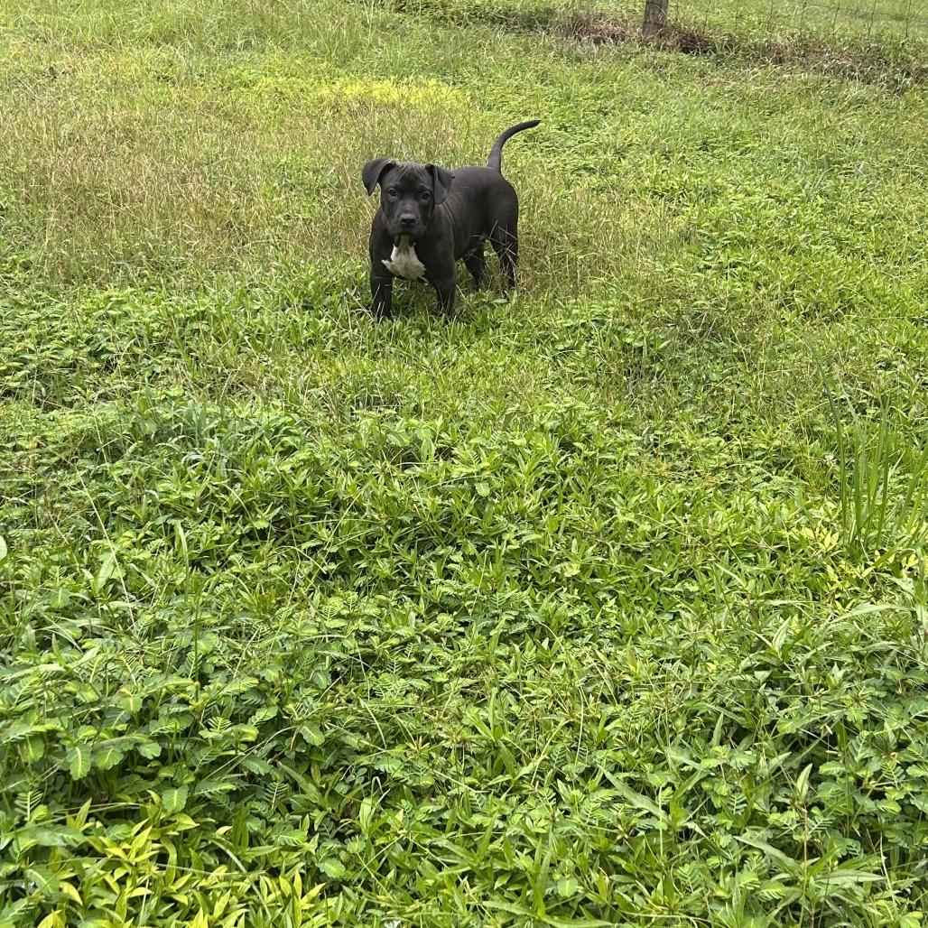 Enlarge Bruce, a Adoptable American Staffordshire Terrier in Aberdeen, NC image 4/6