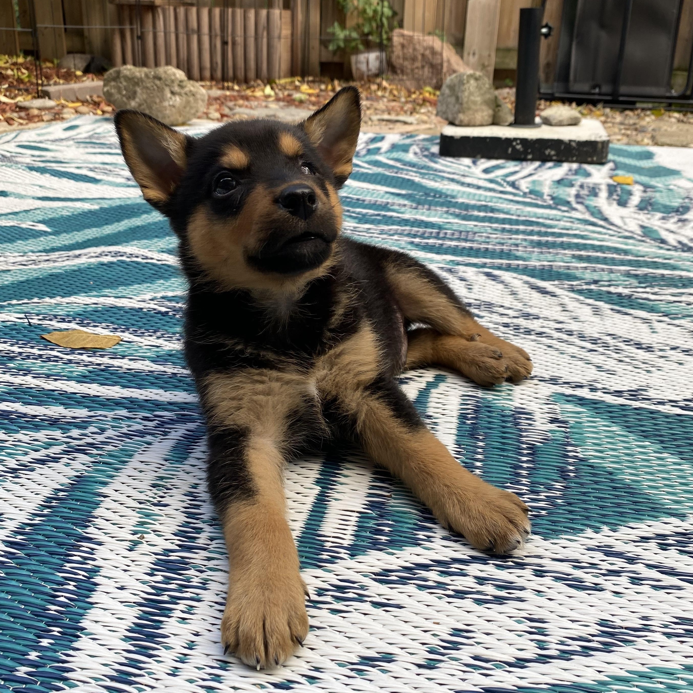 Jack, a Adoptable mixed breed in Mississauga , ON image 3/6