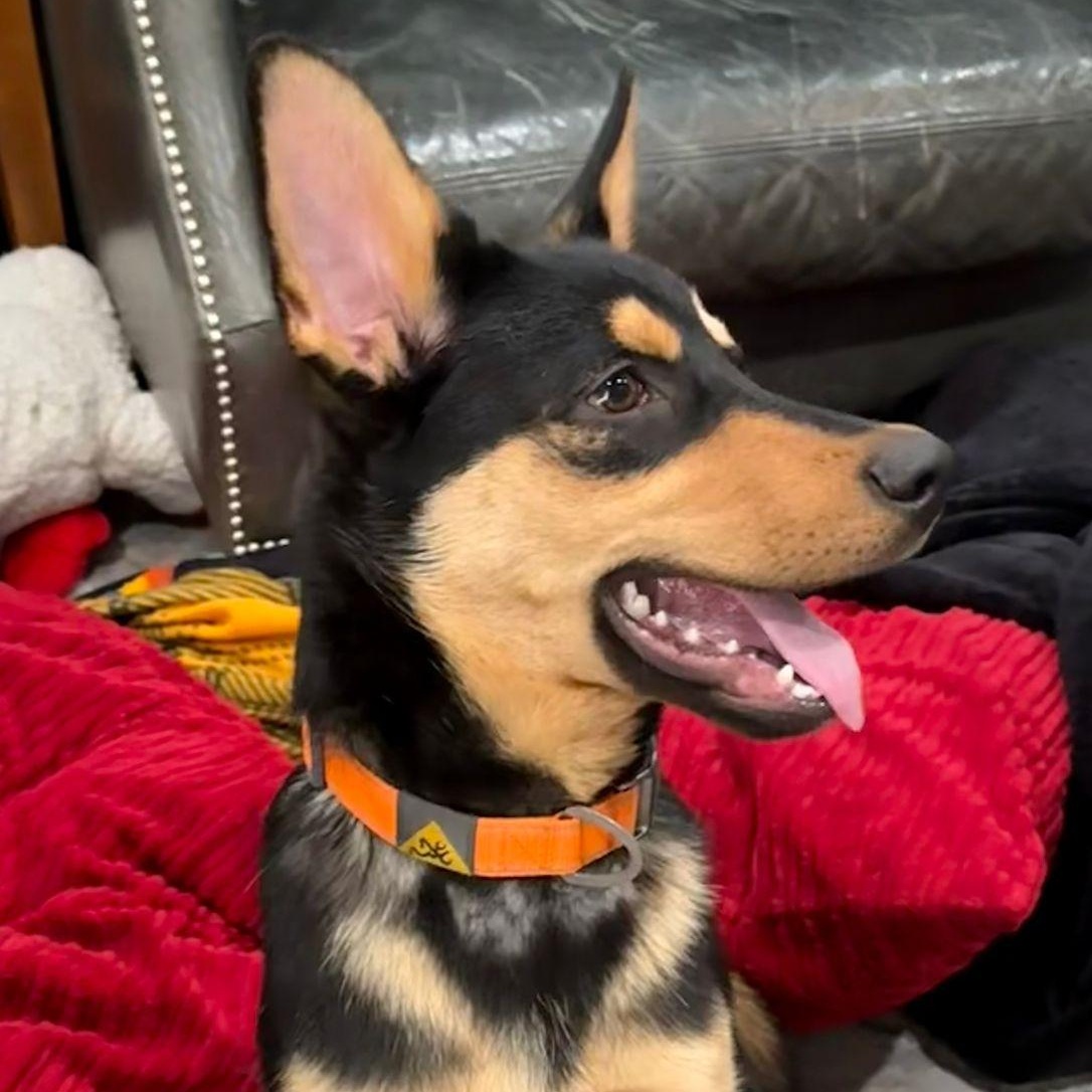 Enlarge Jack, a Adoptable mixed breed in Mississauga , ON image 4/5