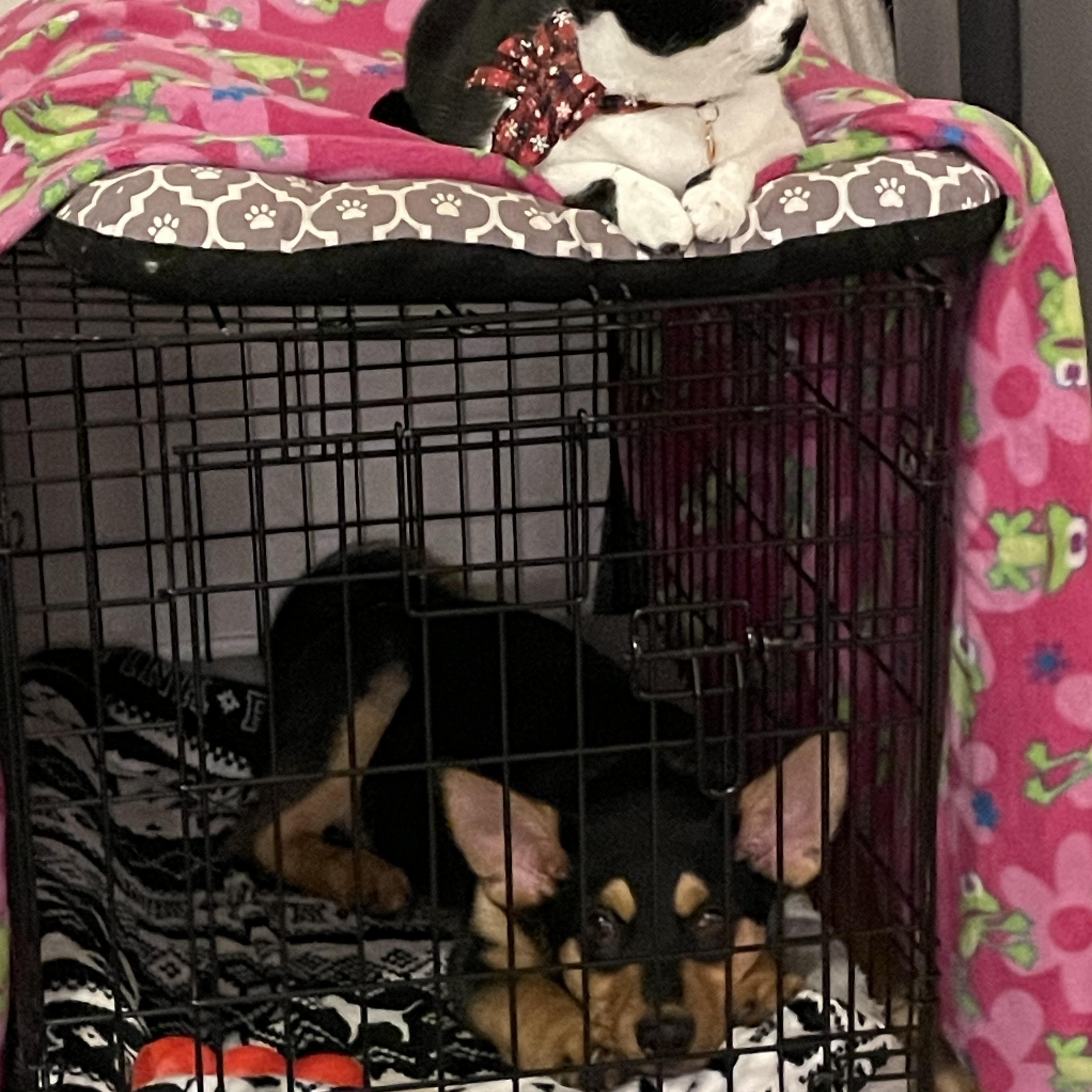 Enlarge Jack, a Adoptable mixed breed in Mississauga , ON image 3/6